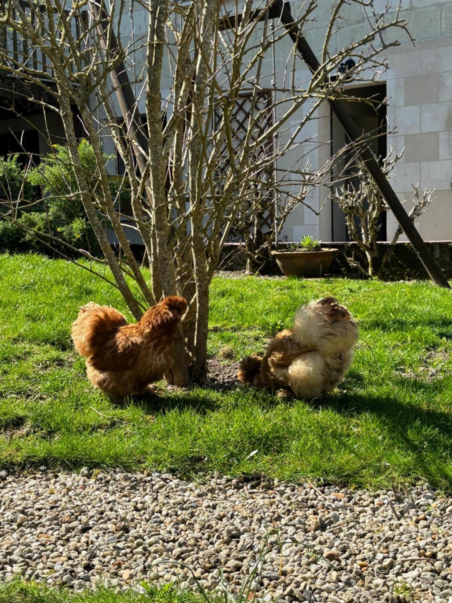 Le Petit Hureau 쏘뮤흐 외부 사진